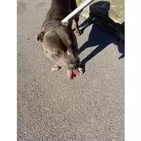Foto dell\'animale COMUNE DI NAPOLI - 380260043984184
