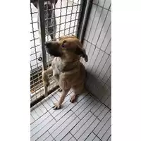 Foto dell\'animale COMUNE DI SCISCIANO - 380260170020765