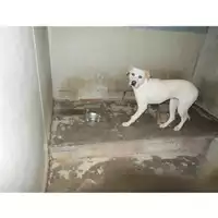 Foto dell\'animale COMUNE DI OTTAVIANO - 380260170021206