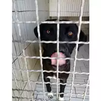 Foto dell\'animale COMUNE DI OTTAVIANO - 380260170021220