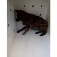 Foto dell\'animale COMUNE DI NAPOLI - 380260044000101