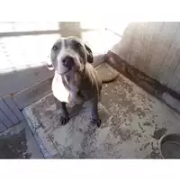Foto dell\'animale COMUNE DI OTTAVIANO - 380260170021255