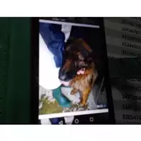 Foto dell\'animale COMUNE DI POMPEI - 380260170020675