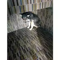 Foto dell\'animale COMUNE DI CANOSA DI PUGLIA - 380260044361822