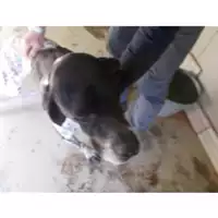 Foto dell\'animale COMUNE DI STRIANO - 380260170021364
