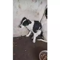 Foto dell\'animale COMUNE DI TERZIGNO - 380260170022084