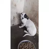 Foto dell\'animale COMUNE DI TERZIGNO - 380260170022123