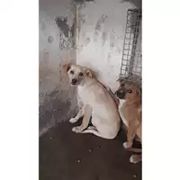 Foto dell\'animale COMUNE DI TERZIGNO - 380260170022112