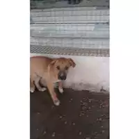 Foto dell\'animale COMUNE DI TERZIGNO - 380260170022102