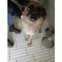 Foto dell\'animale COMUNE DI TERZIGNO - 380260170020775