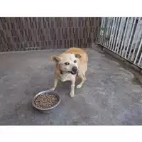 Foto dell\'animale COMUNE DI TERZIGNO - 380260170022140