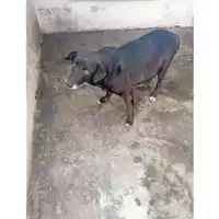 Foto dell\'animale COMUNE DI TERZIGNO - 380260170022246