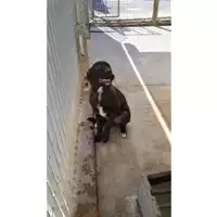 Foto dell\'animale COMUNE DI OTTAVIANO - 380260170022206