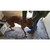 Foto dell\'animale COMUNE DI SAN GIUSEPPE VESUVIANO - 380260170022154