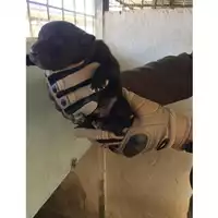 Foto dell\'animale COMUNE DI TERZIGNO - 380260170022223