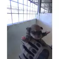 Foto dell\'animale COMUNE DI TERZIGNO - 380260170022241