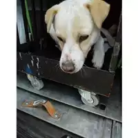Foto dell\'animale COMUNE DI OTTAVIANO - 380260170022203