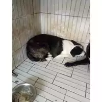 Foto dell\'animale COMUNE DI OTTAVIANO - 380260170022152
