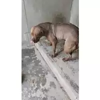 Foto dell\'animale COMUNE DI OTTAVIANO - 380260170022222