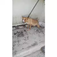 Foto dell\'animale COMUNE DI OTTAVIANO - 380260170022168
