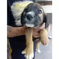 Foto dell\'animale COMUNE DI OTTAVIANO - 380260170022604