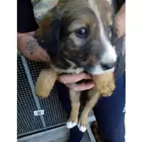 Foto dell\'animale COMUNE DI OTTAVIANO - 380260170022614
