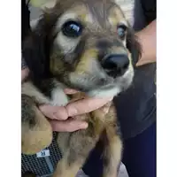 Foto dell\'animale COMUNE DI OTTAVIANO - 380260170022601