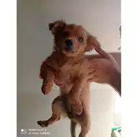 Foto dell\'animale COMUNE DI POMPEI - 380260170023771