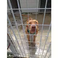 Foto dell\'animale COMUNE DI OTTAVIANO - 380260170022619
