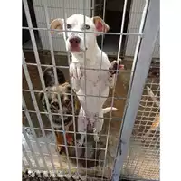 Foto dell\'animale COMUNE DI OTTAVIANO - 380260170024593