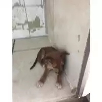 Foto dell\'animale COMUNE DI SAN GIUSEPPE VESUVIANO - 380260170024637