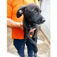 Foto dell\'animale COMUNE DI SCISCIANO - 380260170022976