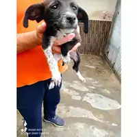 Foto dell\'animale COMUNE DI SCISCIANO - 380260170022967