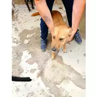 Foto dell\'animale COMUNE DI SAN GIUSEPPE VESUVIANO - 380260170024575