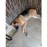 Foto dell\'animale COMUNE DI SAN GIUSEPPE VESUVIANO - 380260170024567