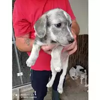 Foto dell\'animale COMUNE DI TERZIGNO - 380260170024740