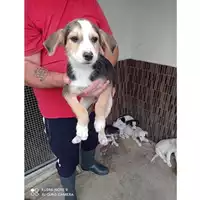 Foto dell\'animale COMUNE DI TERZIGNO - 380260170024736