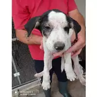 Foto dell\'animale COMUNE DI TERZIGNO - 380260170024741
