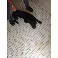 Foto dell\'animale COMUNE DI TERZIGNO - 380260170024652