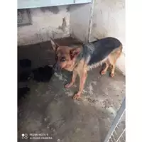 Foto dell\'animale COMUNE DI SCISCIANO - 380260170024770