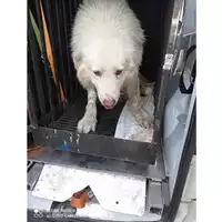 Foto dell\'animale COMUNE DI BOSCOREALE - 380260170020670