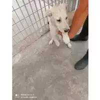 Foto dell\'animale COMUNE DI OTTAVIANO - 380260170024941