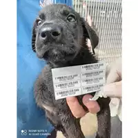 Foto dell\'animale COMUNE DI SCISCIANO - 380260170024768