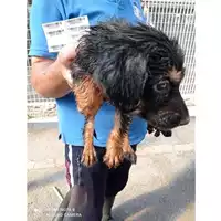 Foto dell\'animale COMUNE DI SCISCIANO - 380260170024760