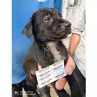 Foto dell\'animale COMUNE DI SCISCIANO - 380260170024764