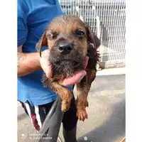 Foto dell\'animale COMUNE DI SCISCIANO - 380260170024793