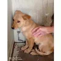 Foto dell\'animale COMUNE DI BOSCOREALE - 380260170024841