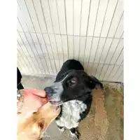 Foto dell\'animale COMUNE DI TERZIGNO - 380260170024754