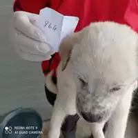 Foto dell\'animale COMUNE DI OTTAVIANO - 380260170027844