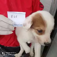Foto dell\'animale COMUNE DI OTTAVIANO - 380260170027846